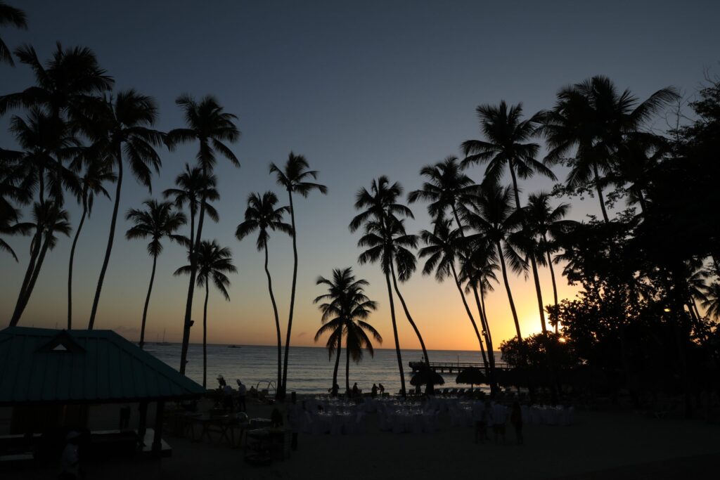 sunset and palm trees